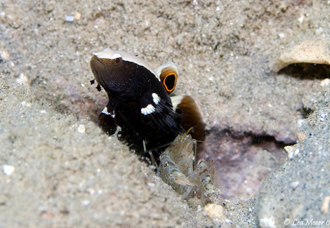 Lotilia Graciliosa + Gambero Simbiosi