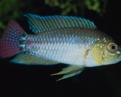 Apistogrammoides Pucallpaensis S