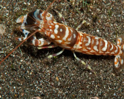Alpheus Bellulus L