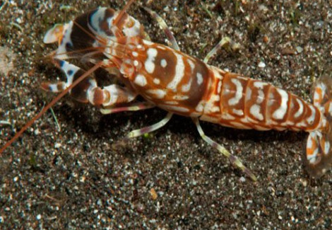 Alpheus Bellulus L