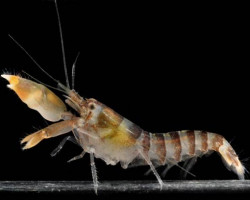 Alpheus Sp. M