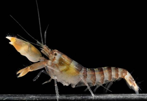 Alpheus Sp. M