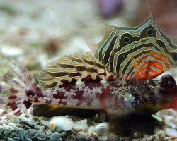 Synchiropus Sp. Marmoratus