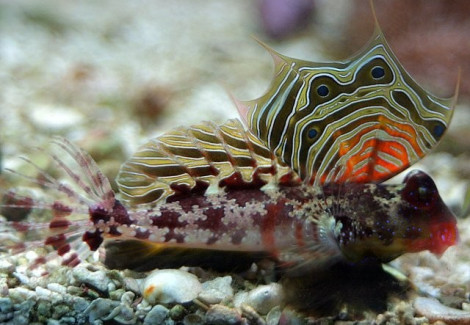 Synchiropus Sp. Marmoratus