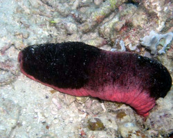 Holothuria Edulis M