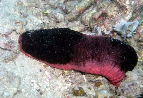 Holothuria Edulis M