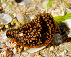 Holothuria Floria Oloturia Pigmea M
