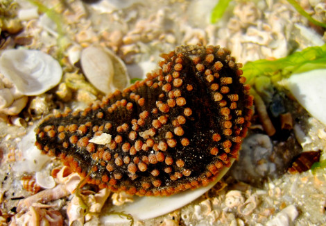 Holothuria Floria Oloturia Pigmea M