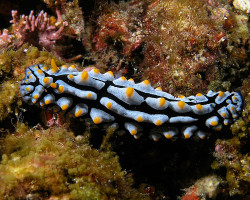 Phyllidia Varicosa