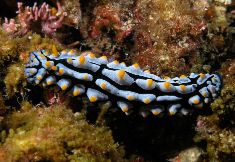 Phyllidia Varicosa