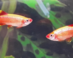 Tanichthys Albonubes Gold M/L