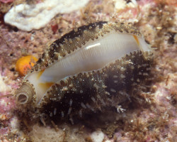 Monetaria (Cypraea) Annulus M