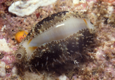 Monetaria (Cypraea) Annulus M