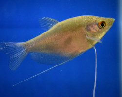 Trichopodus Microlepis Xl
