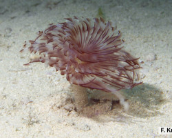 Sabellastarte Spectabilis M