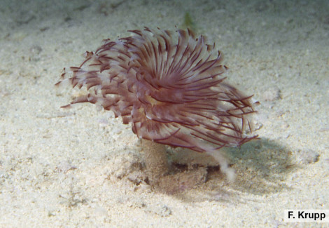 Sabellastarte Spectabilis M