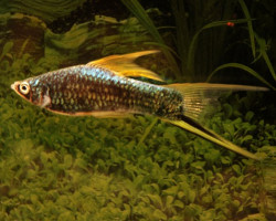 Xipho  Helleri Berlin Black M