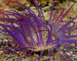 Cerianthus S.P Purple M