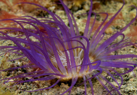 Cerianthus S.P Purple M