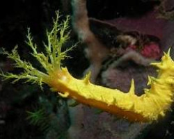 Colochirus Robustus M
