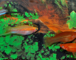 Xipho  Helleri Mix M/L