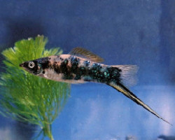 Xipho. Helleri Gold Marble M