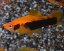 Xiph. Helleri Red Tuxedo S/M