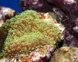 Rhodactis Cf. (Hairy) M
