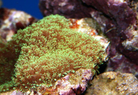 Rhodactis Cf. (Hairy) M