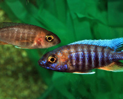 Aulonocara Jacobfreibergi Eureka Red S