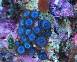 Zoanthus Sp. Caribbean Blue Frag