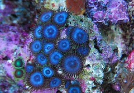 Zoanthus Sp. Caribbean Blue Frag