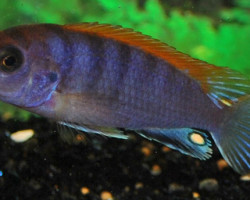 Labidochromis Sp. Hongi Red Top S/M