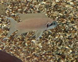 Neolamprologus Pulcher Daffodil L