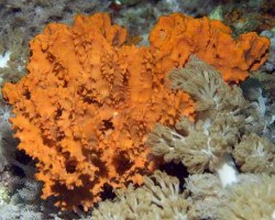 Stylotella  Aurantium Spugna Arancio M