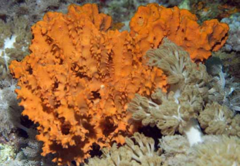 Stylotella  Aurantium Spugna Arancio M