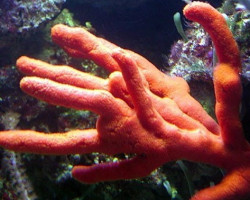 Ptilocaulis Sponge Talea