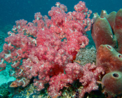 Dendronephthya Sp. Color Xl