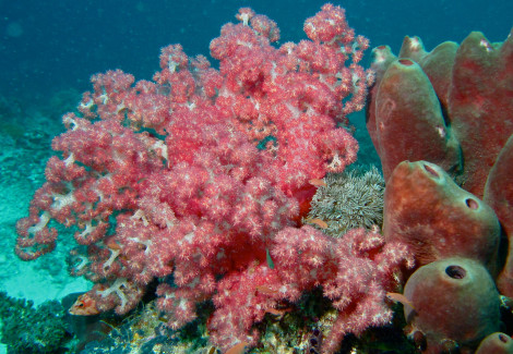 Dendronephthya Sp. Color Xl