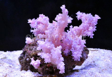 Scleronephthya Sp. Rosa M