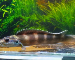 Teleogramma Brichardi L