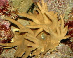 Sinularia Polydactyla L