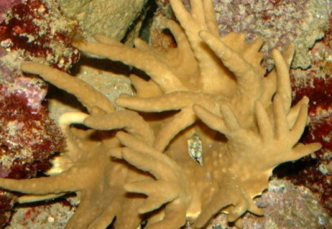 Sinularia Polydactyla L
