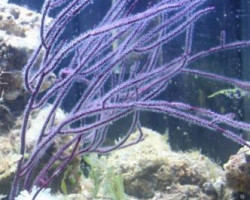 Gorgonia Sp Purple Whip  S