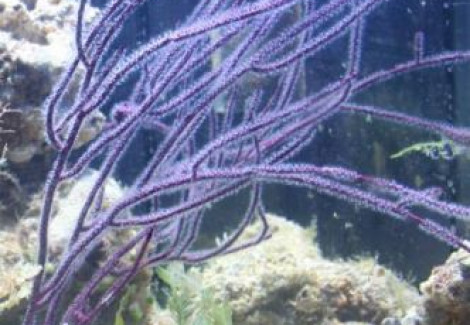 Gorgonia Sp Purple Whip  S