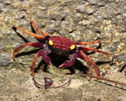 Geosesarma Sp. Daredevil M