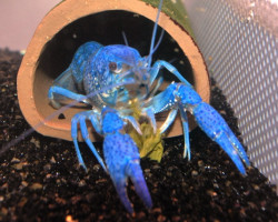 Procambarus Alleni M