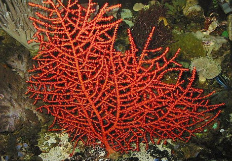 Swiftia Exerta Talea