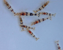 Caridina Sp. Raccoon Tiger L