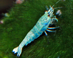 Caridina Cantonensis Blue Bolt S